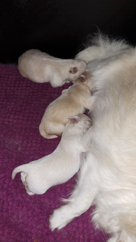 Chiot Chihuahua Sandrine Darlin