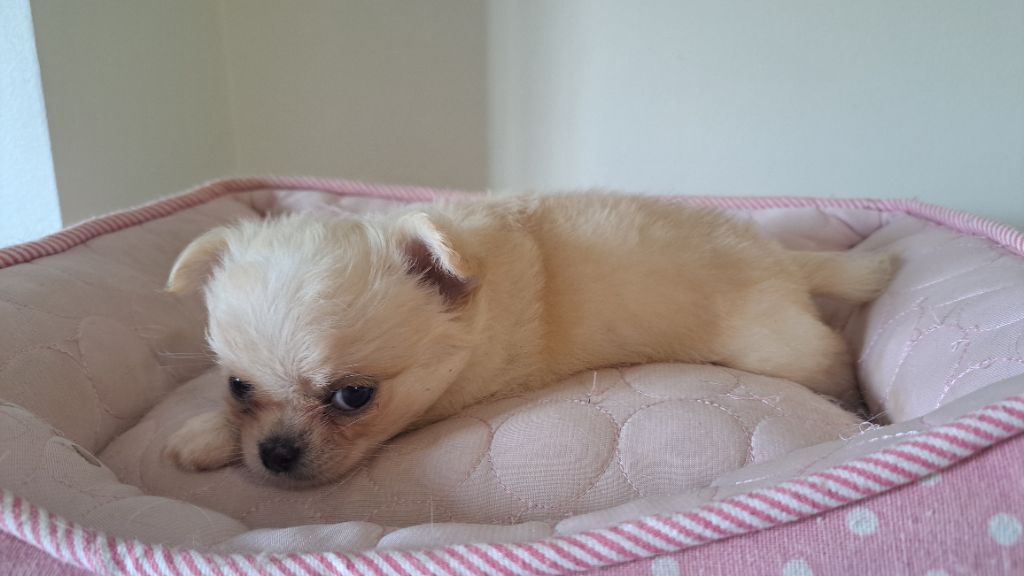 Sandrine Darlin - Chiots disponibles - Chihuahua